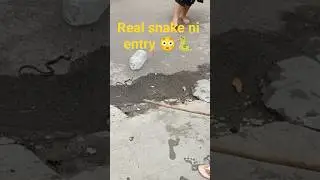 #SnakePakdyo #RealSnake #SnakeVlog #AdventureVlog #ThrillingMoments #WildExperience #SnakeInHouse 🥺
