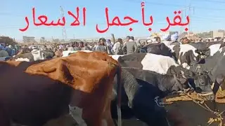 البقر البكاري أول عشر بأجمل الاسعار من سوق البرين صباحكم كلو رزق ٢٤/ ١٢/ ٢٠٢٥م