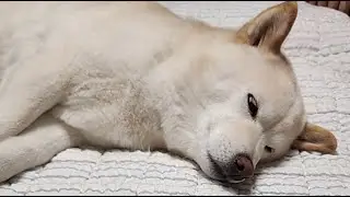 힐링 영상, 꿈나라 여행 준비 중인 강아지