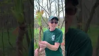 Devils Walking Stick