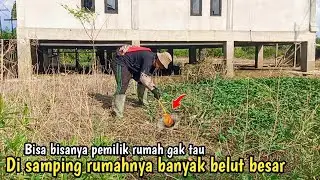 HASIL BELUT BESAR SEMUA‼️ PEMILIK RUMAH SAMPAI GA TAU, DISAMPING RUMAH BANYAK BELUT