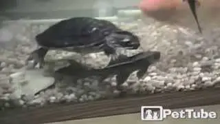 The Tickling Turtle - PetTube