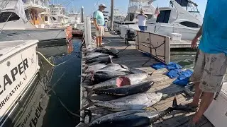 The Best One Day Inshore Yellowfin Tuna Bite of 2023??