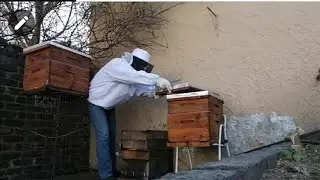 Beekeeping Gone Wrong