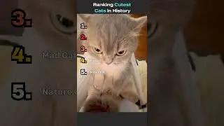 Cutest Cats in History #cats #catshorts #cute