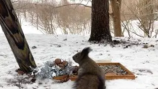 At the feeding station, the boldest squirrels and birds dominate.
