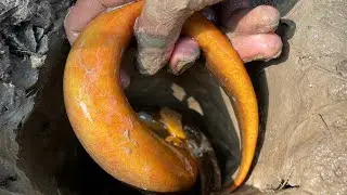 Amazing Eel Fishing System | Crazy Boy Catching Big Yellow Monster Eel Fish | From Forest Mud Field