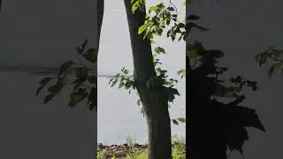 Deer Scares Fish!  Upper Mississippi River.