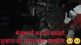 बेजुबानों का दर्द समझो 🥹🥹/तुम्हारा दर्द ऊपरवाला समझेगा🙏#365dayschallenge #dailyvideo 