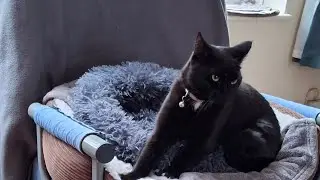 Mimi the cat,  her privacy corner