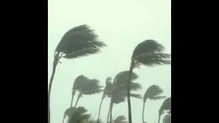 BUGSEED X BSD.U - WIND