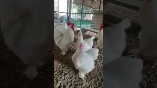 white buff hens