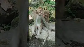 lookan and Choyce