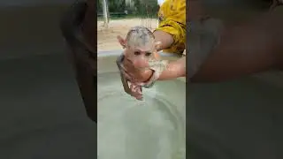 Monkey Monika take a bath