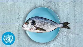 How do small-scale food producers survive emergencies? | FAO Emergencies Explainer | United Nations