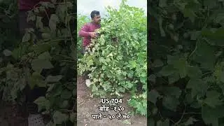 US agri seeds US 704 cotton seed