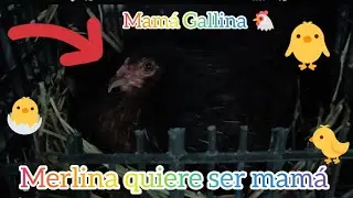 Nacimiento de los POLLITOS de Merlina ¿Se le hizo ser mamá? la vida es injusta