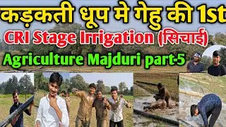 Bsc Agriculture practical work || wheat Crop CRI Stage Irrigation in Csa University Kanpur #upcatet 