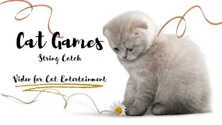 String Catch | Game for Cats! | Cat Entertainment #catsofyoutube