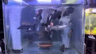 600 gallon predatory fish monster catfish feeding