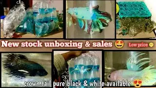 Bettas online stock ❤️&zwj;🔥 buy soon limited stock only bettas world #trending #bettasworld #shorts