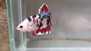 Black Koi Galaxy 