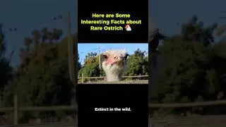 Here are Some Interesting Facts about Rare Ostrich 🐔