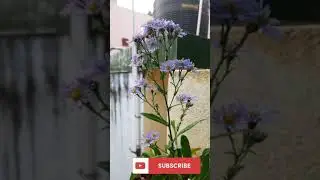 Daisy Flowers in my Terracegarden/Daisy Plant