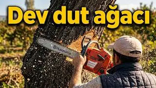 Bu Ağaç Kırmızı Canavara Dayanamadı !