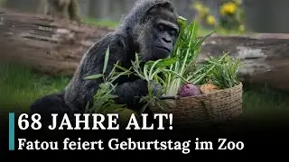 Weltälteste Gorilla Fatou wird 68 – Geburtstagsfeier im Berliner Zoo |Fatou der Gorilla feiert |AQ1E