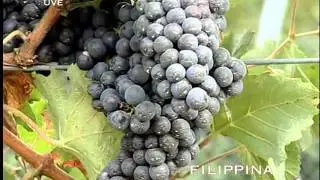 Maioli Piante:Le varietà di Frutti Antichi pt2