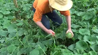 A Plantação de Caxi da Fazenda Bimini - 06/03/2021