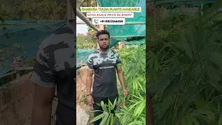 BAMBUSA TULDA INDIA KA NO1 BAMBOO VERITY || #bambusatulda  #virshorts #bamboo #tuldabamboo #assam