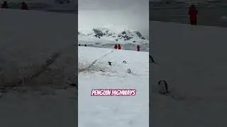 Penguin highways explained #antarctica #travel #birdwatching #highway
