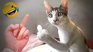 You Laugh You Lose😻Funniest Dogs and Cats 2024😬🐶