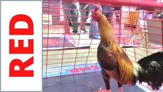 Poultry Expo | Edwin Aranez & Raffy Campos | Jawo Agdalipe | Celzo Brothers