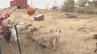Iowa farm accepting pumpkin donations to feed their goats