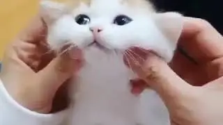 Blue Eyes Of The Kittens 🐈 C A T S World