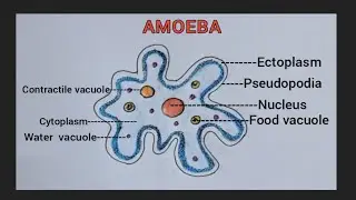 How to draw an amoeba  easily  step by step/protozoa drawing
