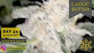 Garlic Butter Strain 29 Days Until Harvest - MANTIS&trade; Buffered Nutrients