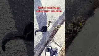 meooooooooooow