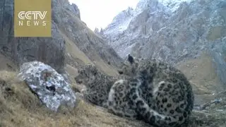 Mating snow leopards caught on camera