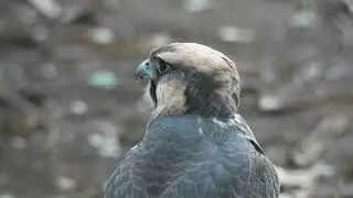 Peregrine, falcon, #nature, sigma, sigma 600mm, 600mm, Munda Wanga Environmental Park