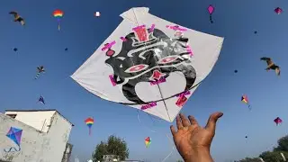 😍Bull Kite Looting 🥳 | Patang loot li bahut sari 😱| kite | Patang #patang 