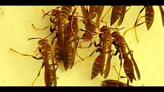 Paper Wasp..Polistes bellicosus