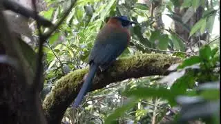 Monteverde - A Lesson's Motmot / Monteverde, Costa Rica