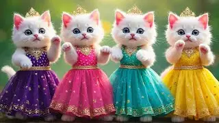 बिल्ली डांस | Cutest Cat videos funny dance🤣💃Videos for cats #funny #dancingcat #cat⁩#cute 