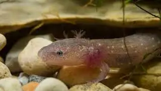 Barton Springs Salamander