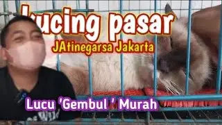 Baru tau Pasar Kucing Jatinegara ❗Kucing Persia ini Harganya