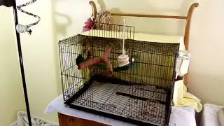 Tour of red rumps' room.MP4